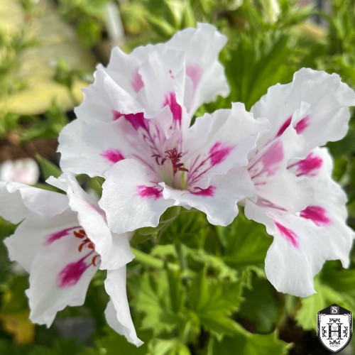 Pelargonium 'Ritchie' - Pelargoon 'Ritchie' P9/0,55L
